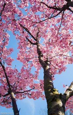 Hoa Đào - Prunus Persica