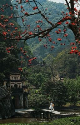 Hoa gạo [[ummo]]