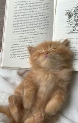 hoa hướng dương trong những ngày chớm đông.