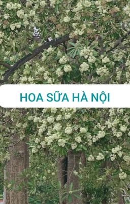 Hoa Sữa Hà Nội