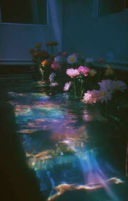 hoàng an x hoạ mi sơn ca | conflict