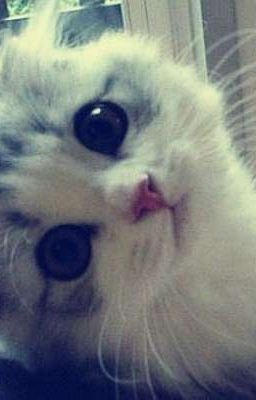 Hoàng x Khang( Yêu đâu phải chỉ mỗi hôn?)