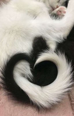 [HoàngHuy] Đối Lập.