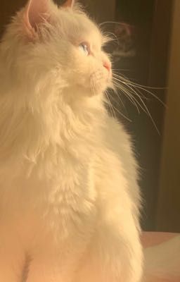 [HoàngKhang]Anh ghen à?