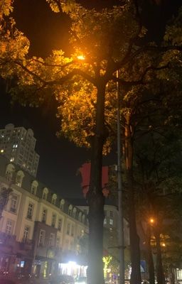 Hội Trưởng Sợ Cá