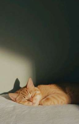 Hôm nay Bi muốn ăn gì? 