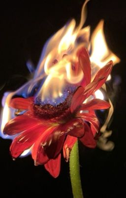 Hoonjames / flower  bullets