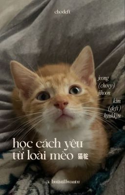 hoonkyu | học cách yêu từ loài mèo