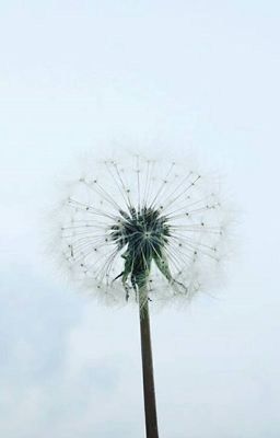 [HunHan] Hoa Bồ Công Anh