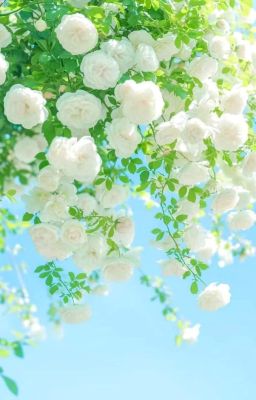 IIOCTPII, IIOneshostII Hoa 🪷