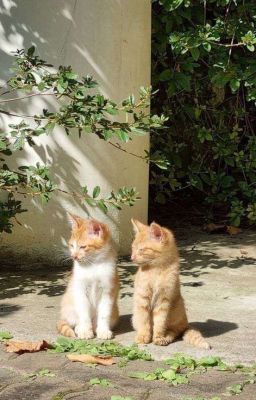 jameshyeon | má lúm