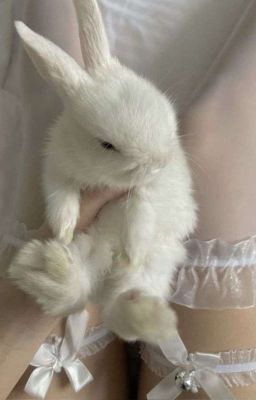 jamesmar ; baby rabbit.