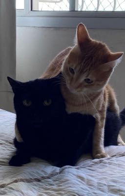 [Jaywon] Nhật kí cãi nhau