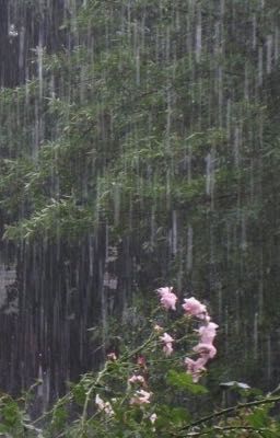 jaywon | oneshot | giữa những ngày mưa