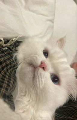 jeonglee, vụn vặt.