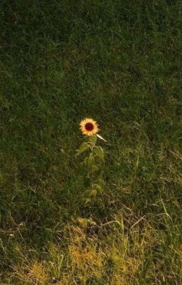 |[JohanNorth]| Hoa Quỳnh Nở Giữa Hai Thế Giới