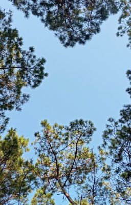 [JUJUTSU KAISEN] Resonance of silence