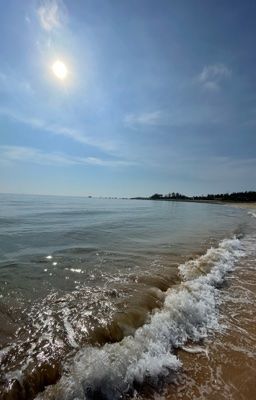 [ JuneMewnich] một khóm hoa dại