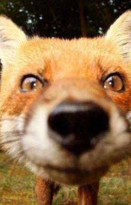 Just Kidding🩹🦊