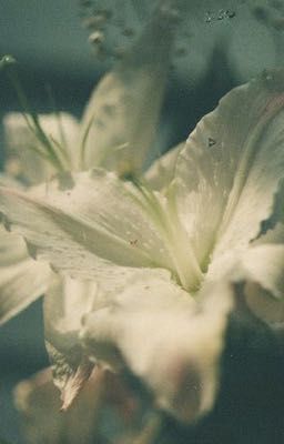 [keonhyeon] - kẹo bông gòn