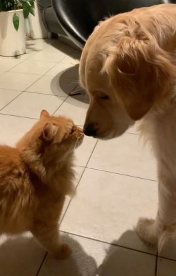 KEONHYEON | Nghịch ngợm và mèo con