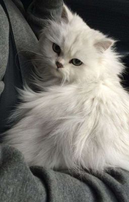 KEONHYEON | Persian Cat. 