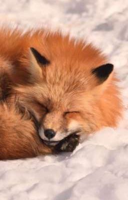 kh; fox