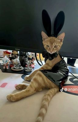 Khi Nào Ta Thành Đôi 