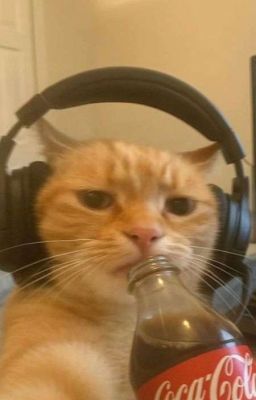 KHÚC GIAO MÙA CỦA SƠN DẦU  