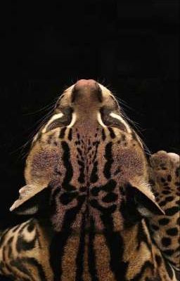 kịch bản ✘ guria