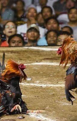 Kinh nghiệm đi xem đá gà Thomo để đặt cược chiến thắng