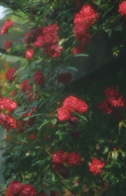 [KookTae - EABO] Wifey