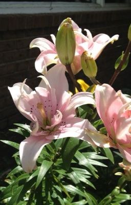 lạc vào sâu trong mắt em 𐙚 ˚ts