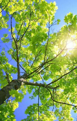 Lai giống thiên đường (P1)