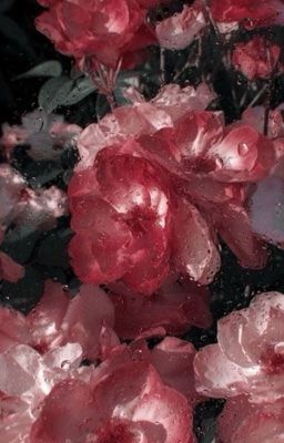 Lần này sẽ khác | Pernut