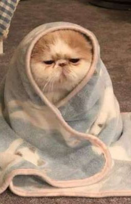 LCK - Giấu