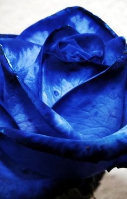 Lighting rose