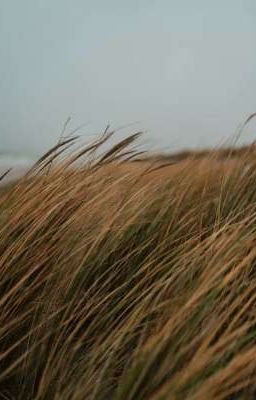 Like Thunder In The Wheat Fields