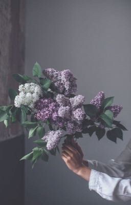 Lilac Night