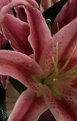 lilies [oneshot]