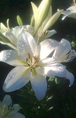  Lily và Biển trời sao 