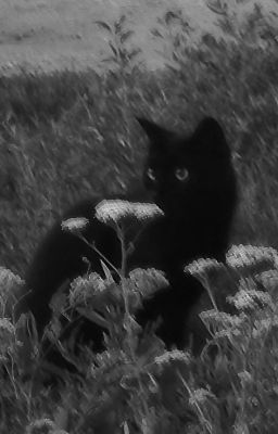 [linhkng] Mèo