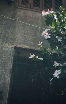| liusaa - xuân hạ thu đông | textfic