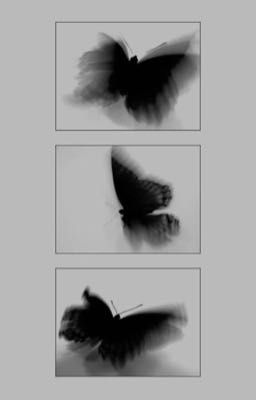 Lồng Sắt || DuongKieu