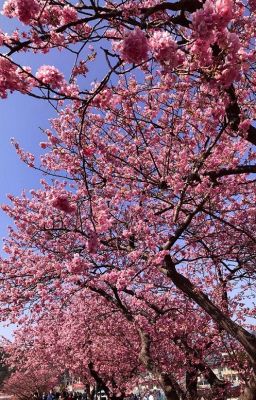 [Lookism] Bốn mùa