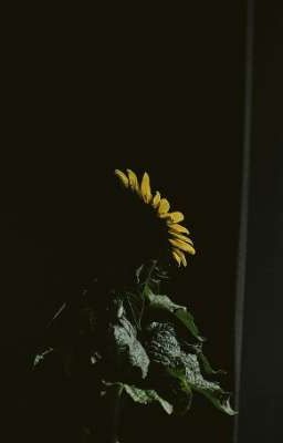 〚Lucake〛Hoa Hướng Dương không có Mặt Trời