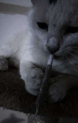 【 Lucid - PerfecT 】-  Baby