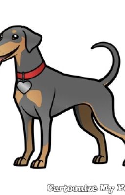 Make A Dog Or Cat