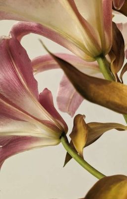 Marhoon| Mận Hà Nội