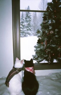 Marhoon || Xmas (oneshot)